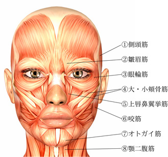 ８つの筋肉
